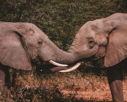 2 Night 3 Days Chitwan National Park Tour